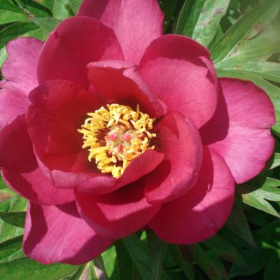 paeonia-itoh-pink-ardour