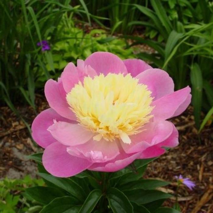 Paeonia lactiflora 'Bowl of Beauty' plant