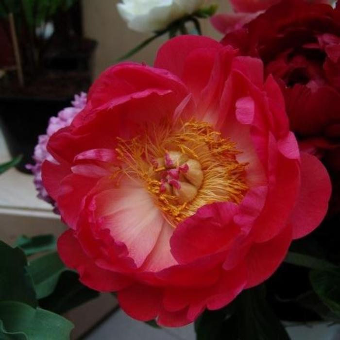 Paeonia lactiflora 'Coral Charm' plant