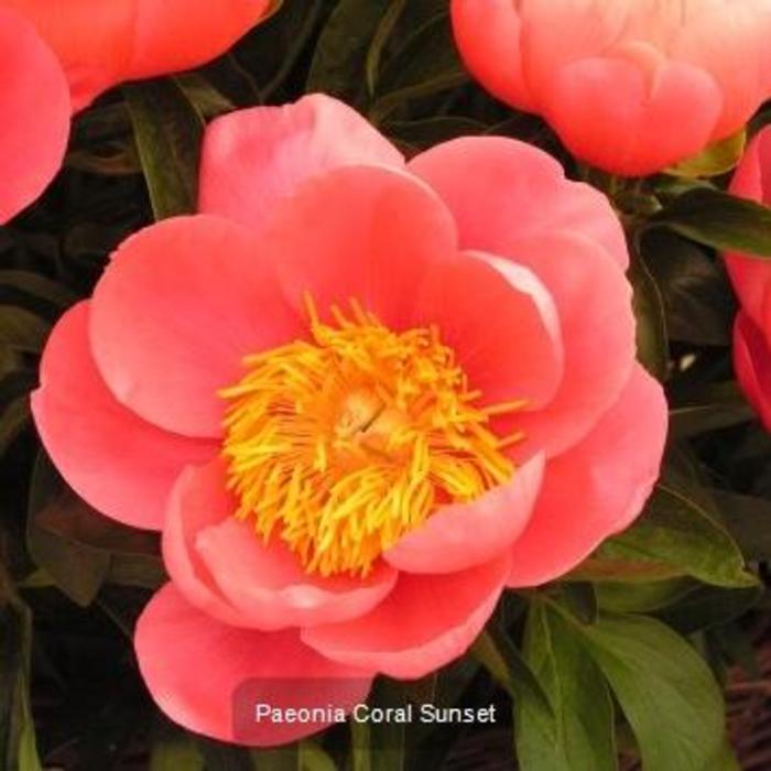 Paeonia lactiflora 'Coral Sunset' plant