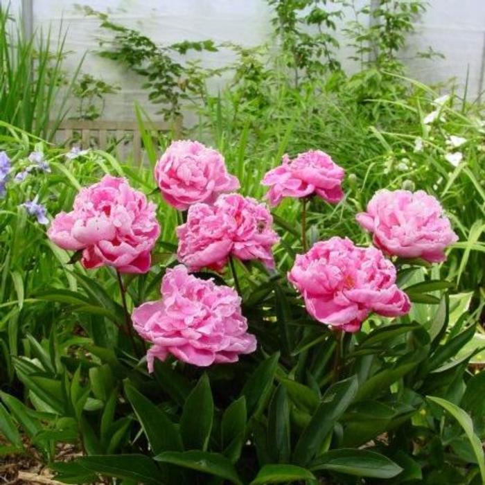 Paeonia lactiflora 'Dr. Alexander Fleming' plant