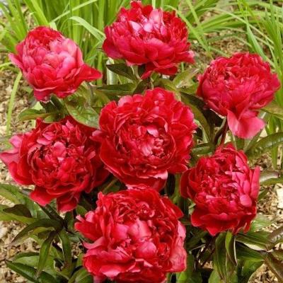 paeonia-lactiflora-felix-crousse