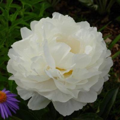 paeonia-lactiflora-gardenia