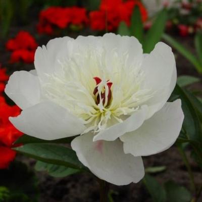 paeonia-lactiflora-immaculee