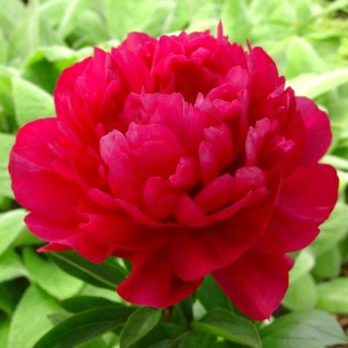 Paeonia lactiflora 'Kansas' plant