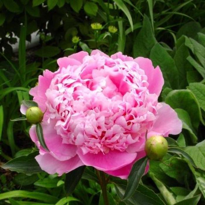 Paeonia lactiflora 'Mons Jules Elie' plant