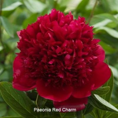 paeonia-lactiflora-red-charm