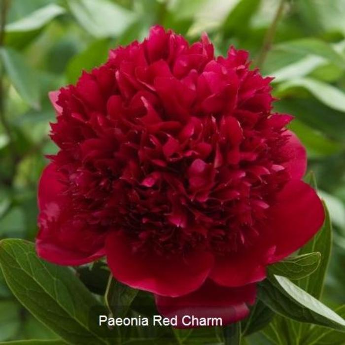 Paeonia lactiflora 'Red Charm' plant