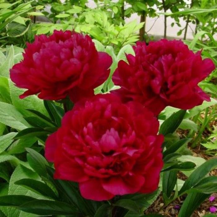 Paeonia lactiflora 'Red Magic' plant