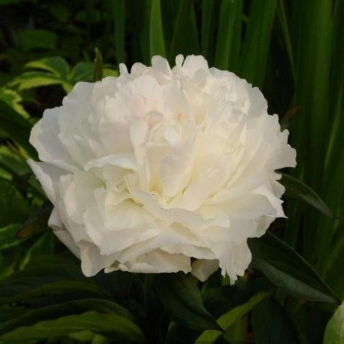 Paeonia lactiflora 'Shirley Temple' plant