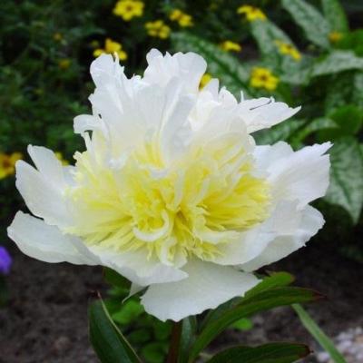 paeonia-lactiflora-top-brass