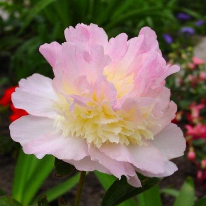 Paeonia lactiflora 'Raspberry Sundae' plant