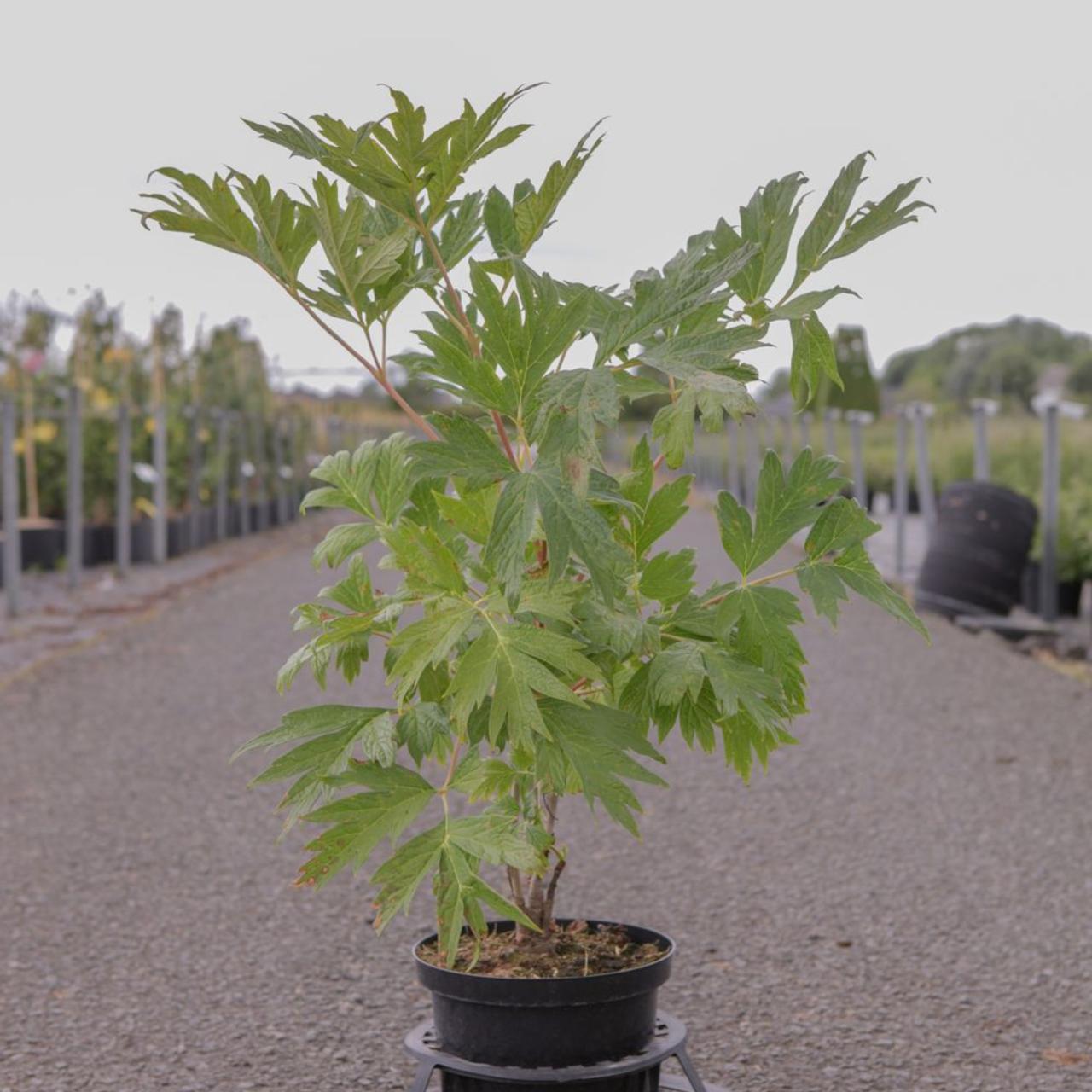 paeonia-lutea Paeonia lutea plant