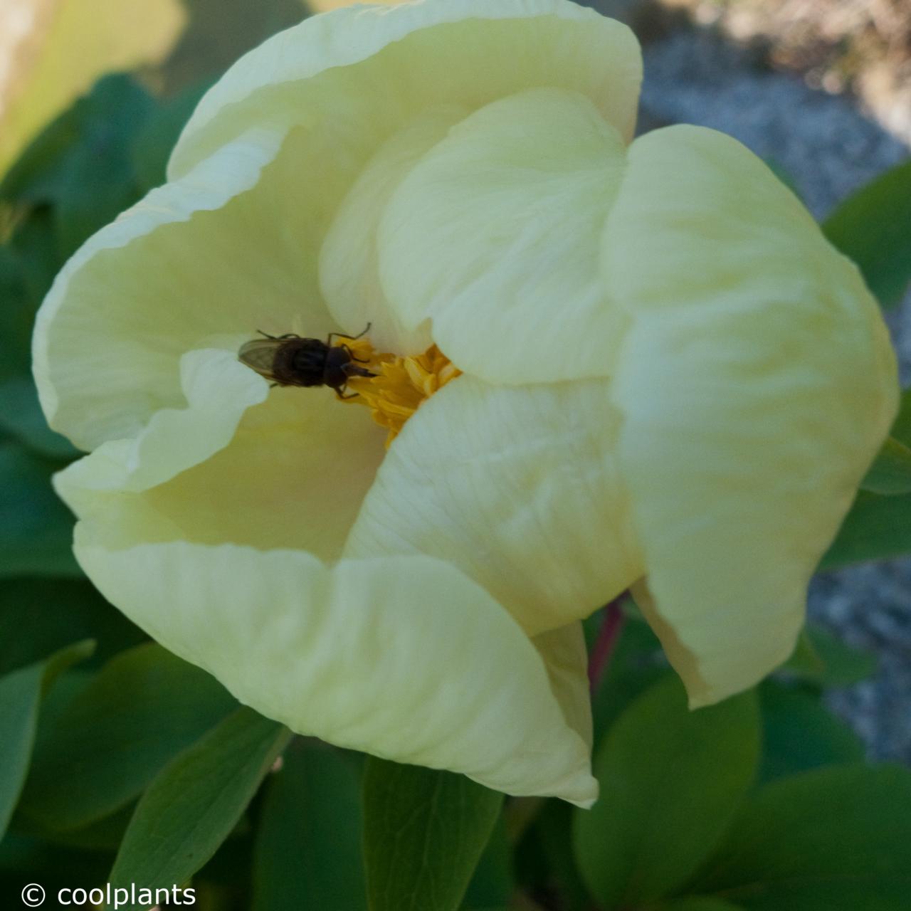 Paeonia mlokosewitschii plant