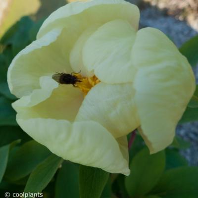 paeonia-mlokosewitschii