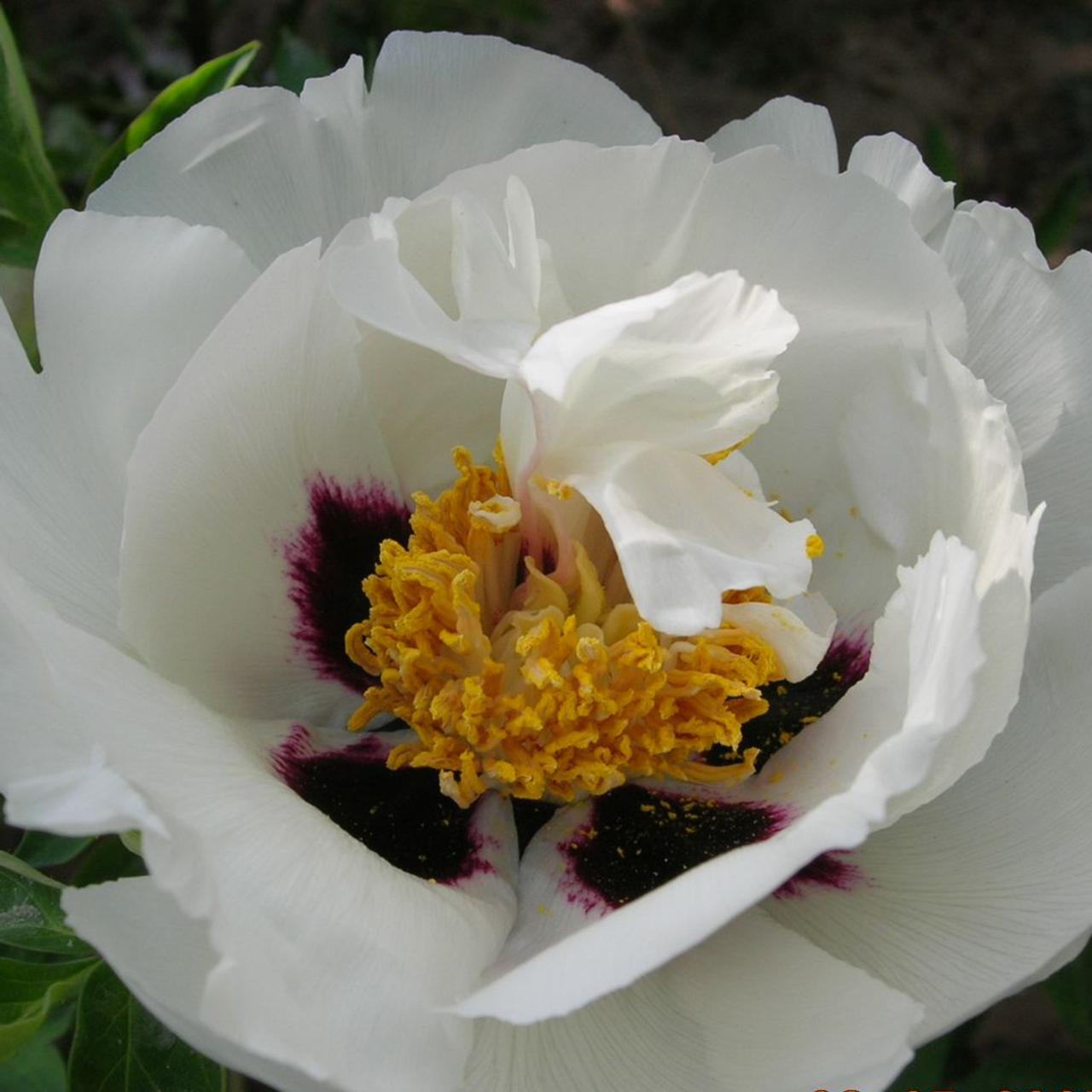 Paeonia rockii 'Bei Ji Guang' plant