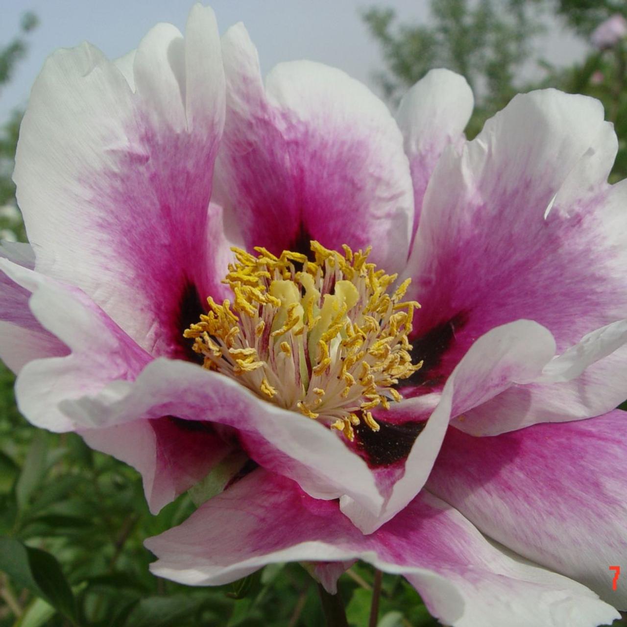 Paeonia rockii 'Fen Xi Shi' plant