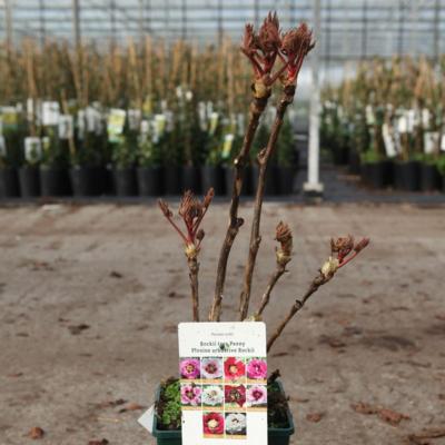 paeonia-rockii-hong-lian