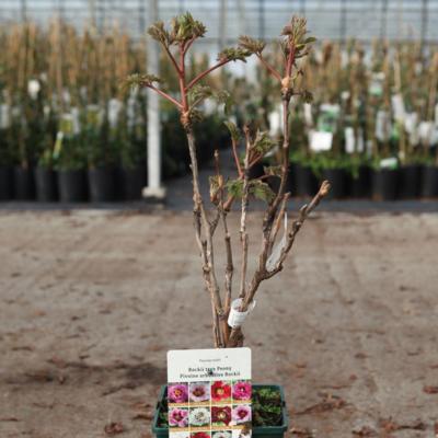 paeonia-rockii-pin-hong