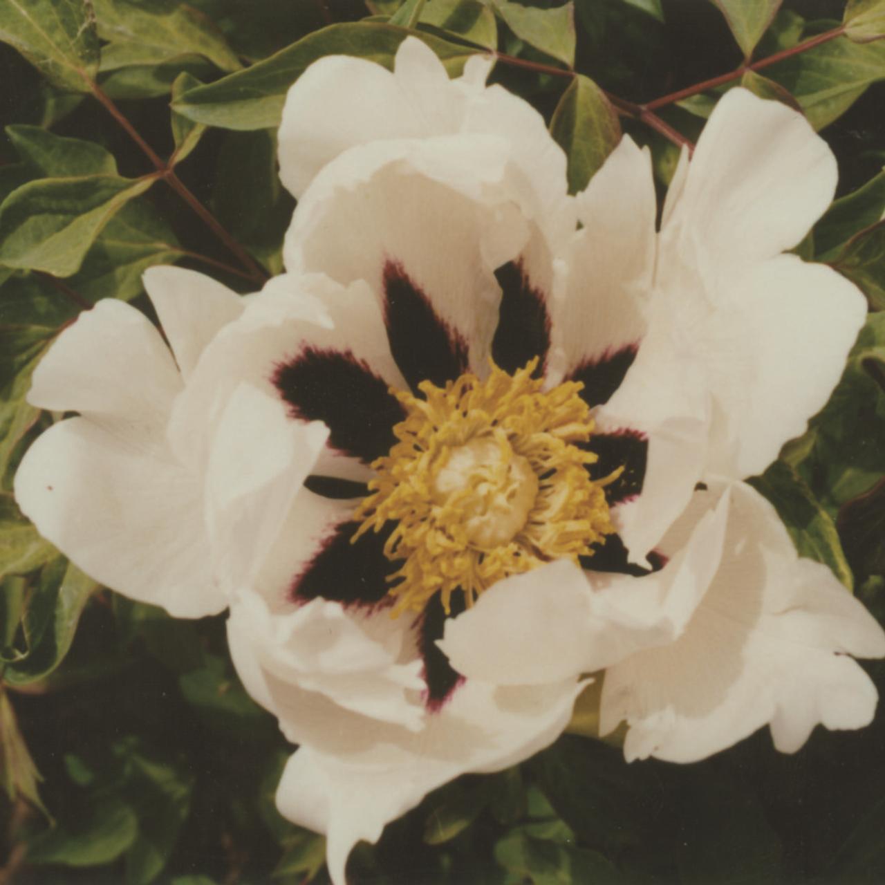 Paeonia rockii 'Ri Yue Tong Hui' plant