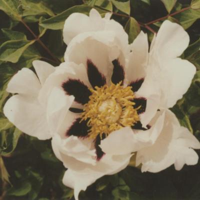 paeonia-rockii-ri-yue-tong-hui