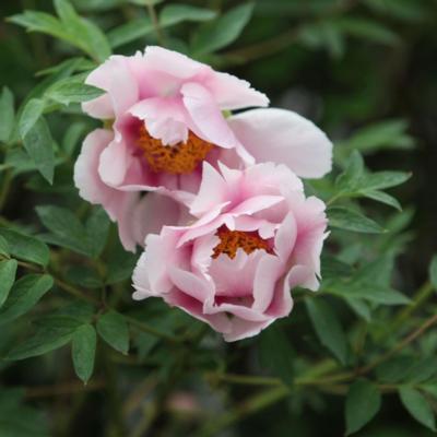 paeonia-rockii-tao-hua-yuan