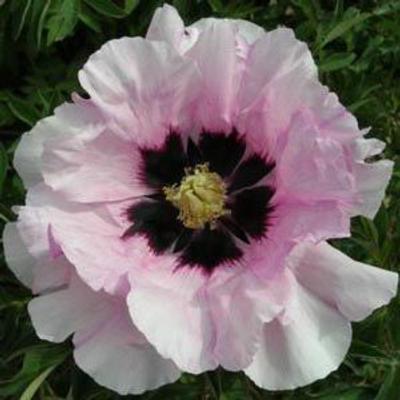 paeonia-rockii-yan-wei-bai