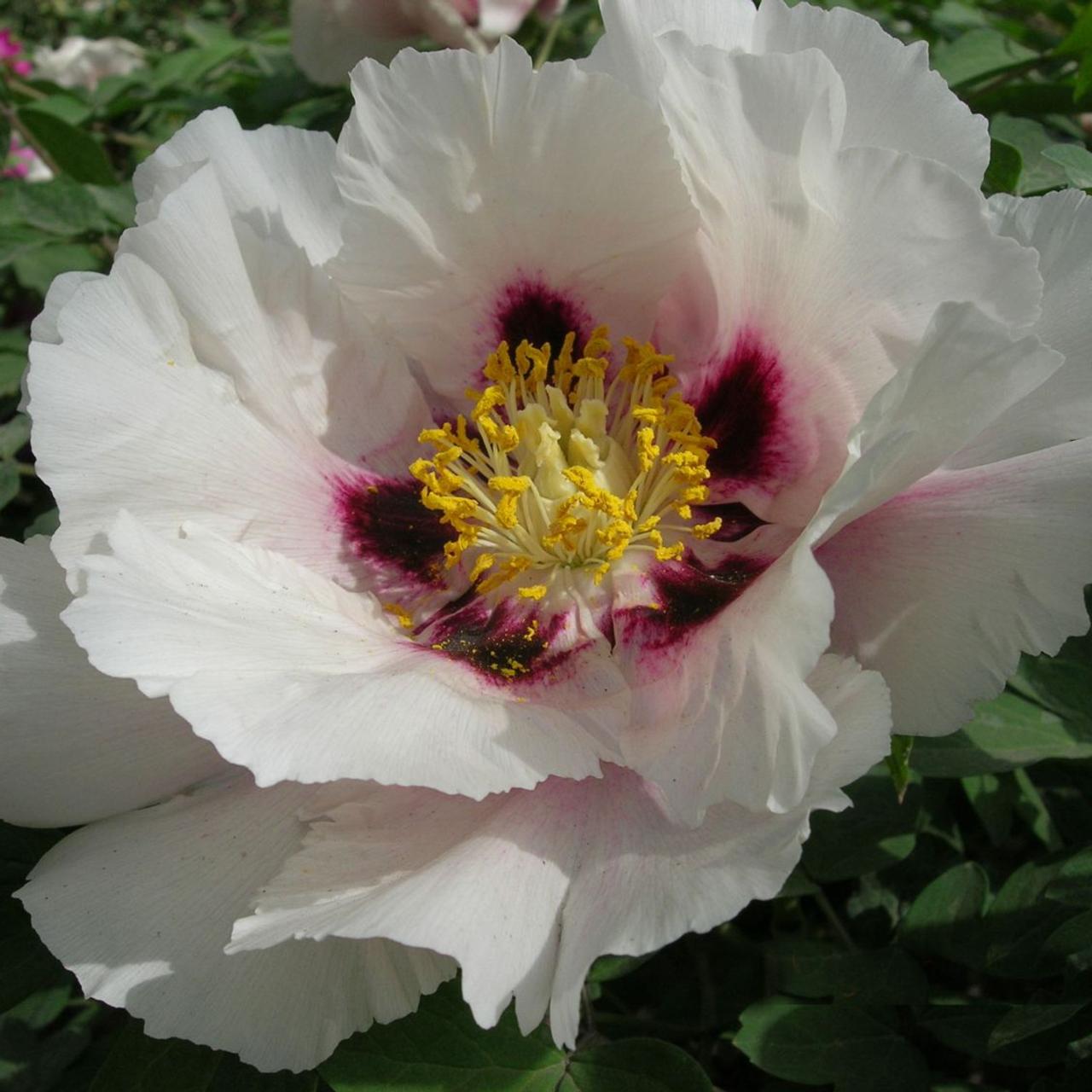 Paeonia rockii 'Yi Du Chun Qiu' plant