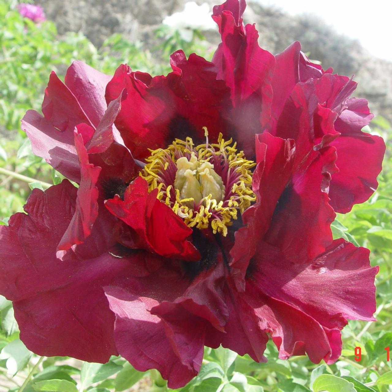 Paeonia rockii 'Zi Yan' plant