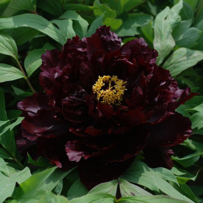 Paeonia suffruticosa 'Chu Wu' plant