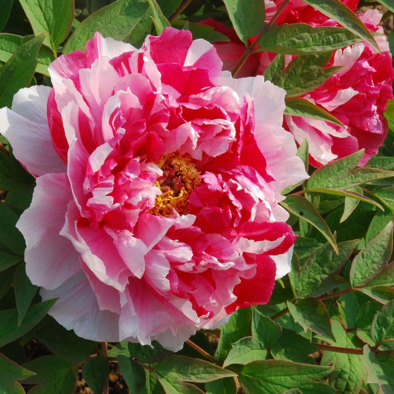 Paeonia suffruticosa 'Dao Jin' plant