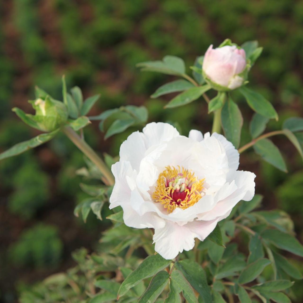 Paeonia suffruticosa 'Feng Dan Bai' plant