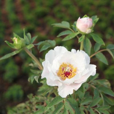 paeonia-suffruticosa-feng-dan-bai