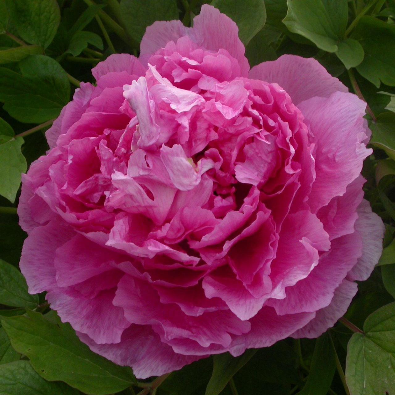 Paeonia suffruticosa 'Lu He Hong' plant