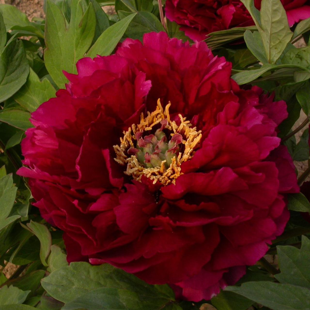 Paeonia suffruticosa 'Mo Run Jue Lun' plant