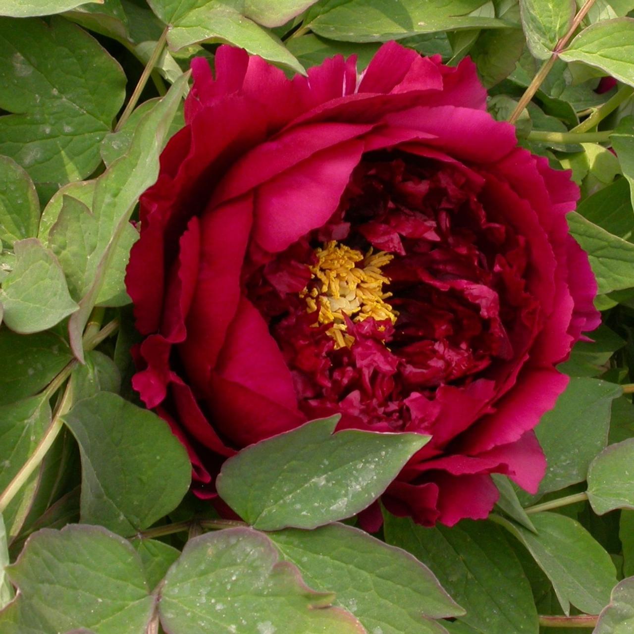 Paeonia suffruticosa 'Wu Jin Yao Hui' plant