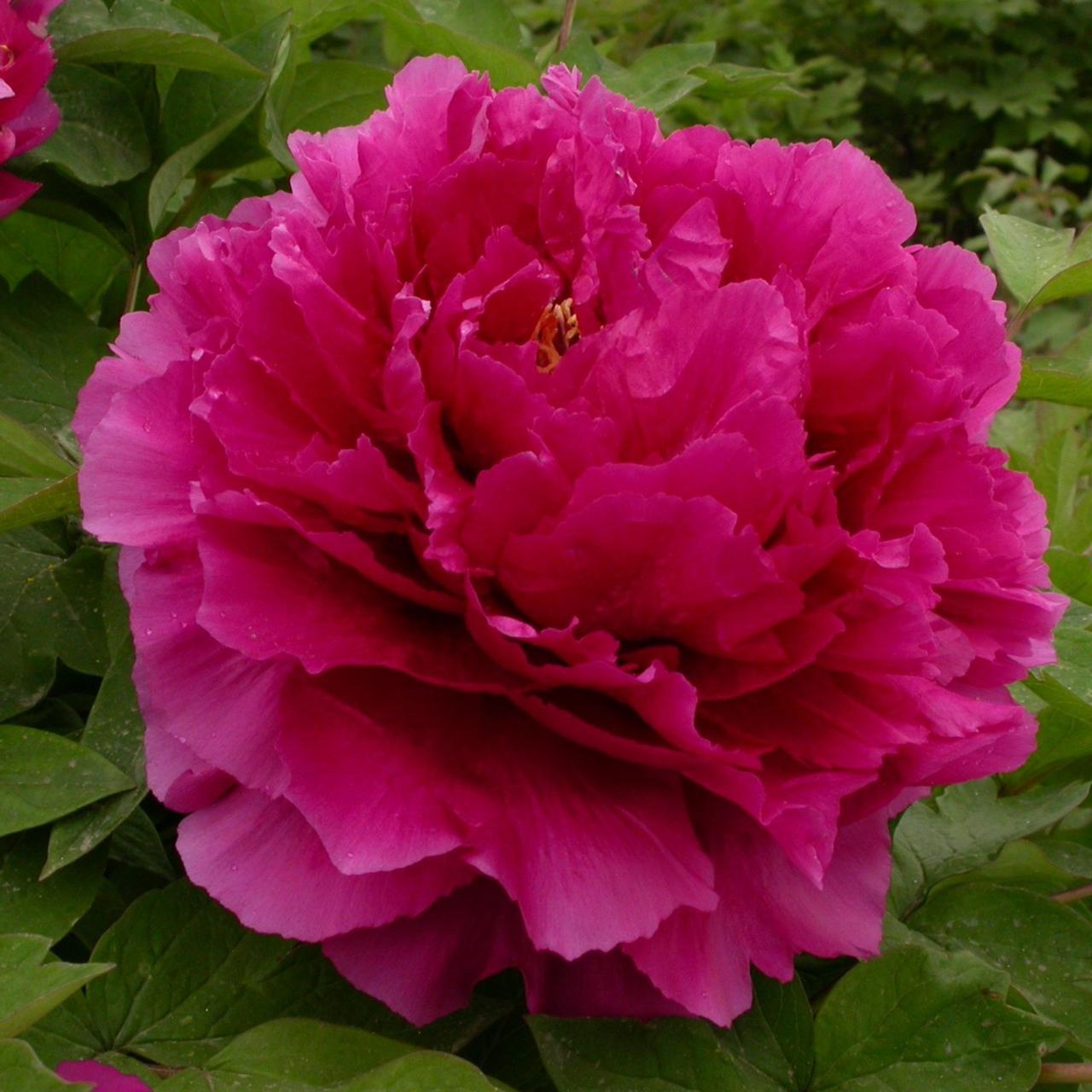 Paeonia suffruticosa 'Wu Long Peng Sheng' plant