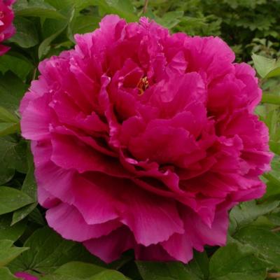 paeonia-suffruticosa-wu-long-peng-sheng