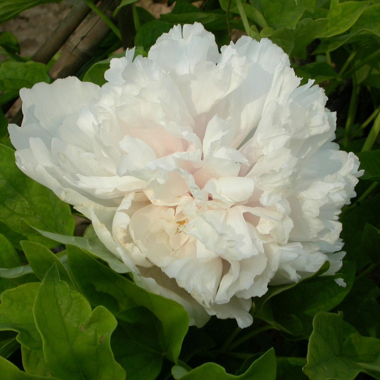 Paeonia suffruticosa 'Xue Ta' plant