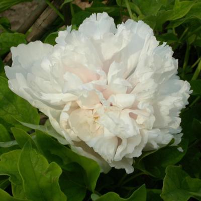 paeonia-suffruticosa-xue-ta