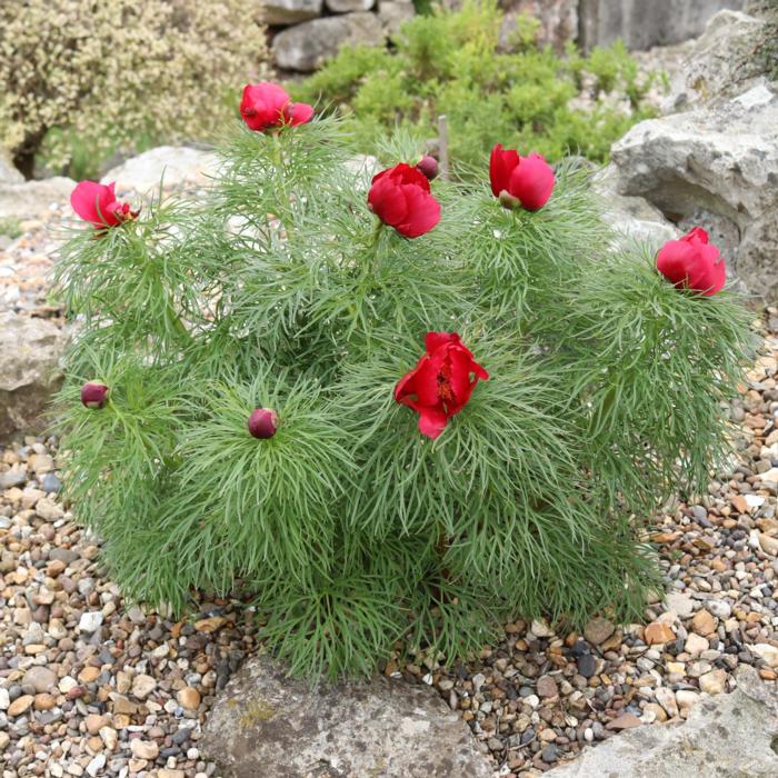 Paeonia tenuifolia plant