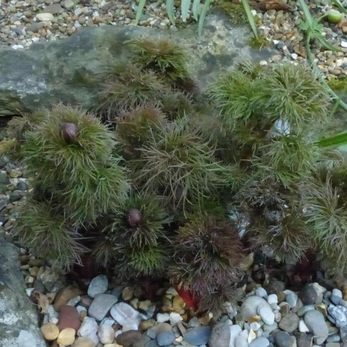 Paeonia tenuifolia plant