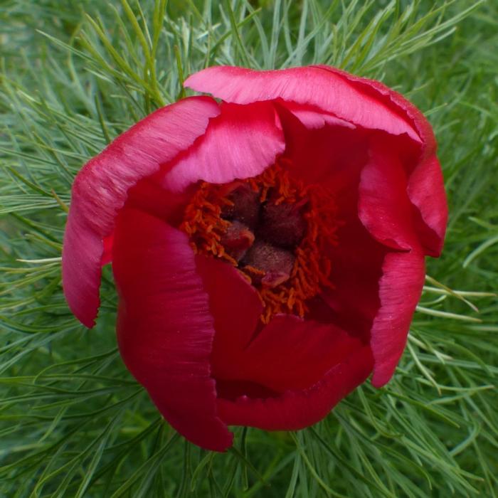 Paeonia tenuifolia plant