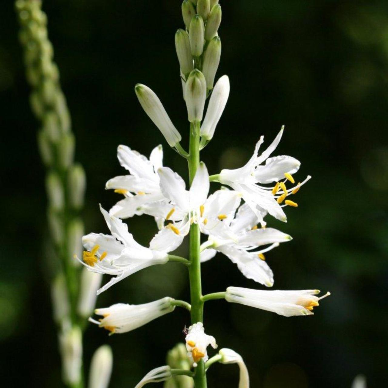 Paradisea lusitanica plant