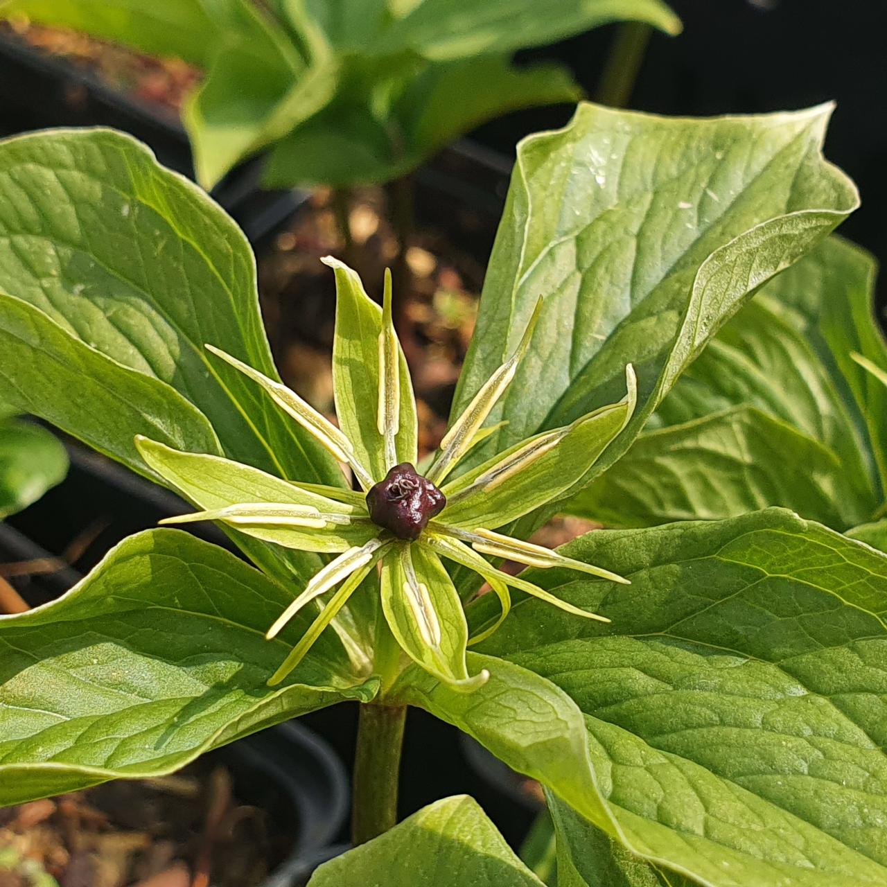 Paris quadrifolia plant