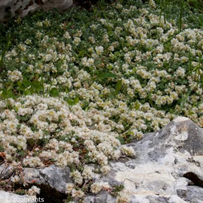 paronychia-kapela-serpyllifolia