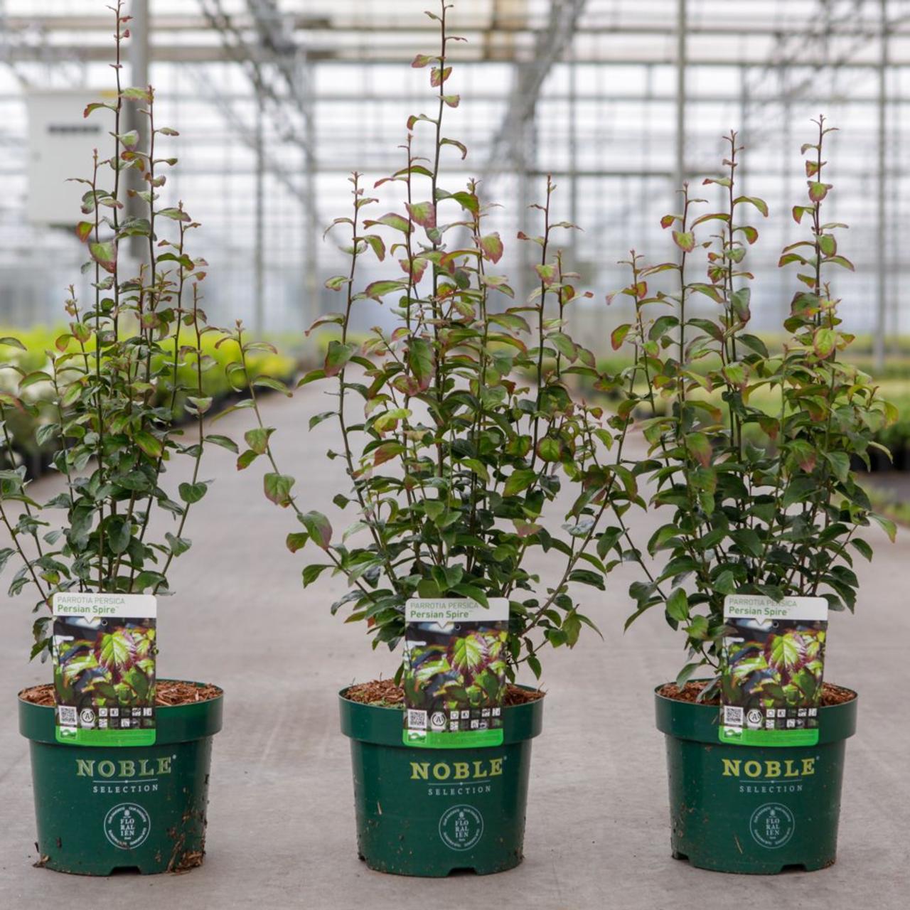 Parrotia persica 'Persian Spire' plant