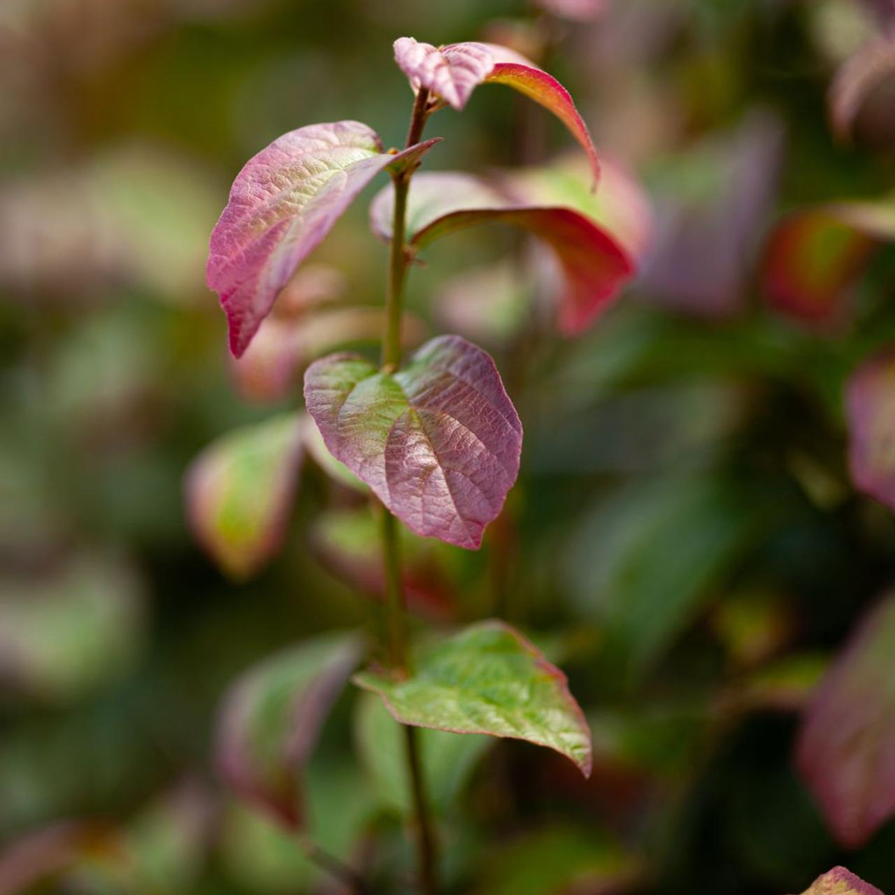 Parrotia persica 'Vanessa' plant