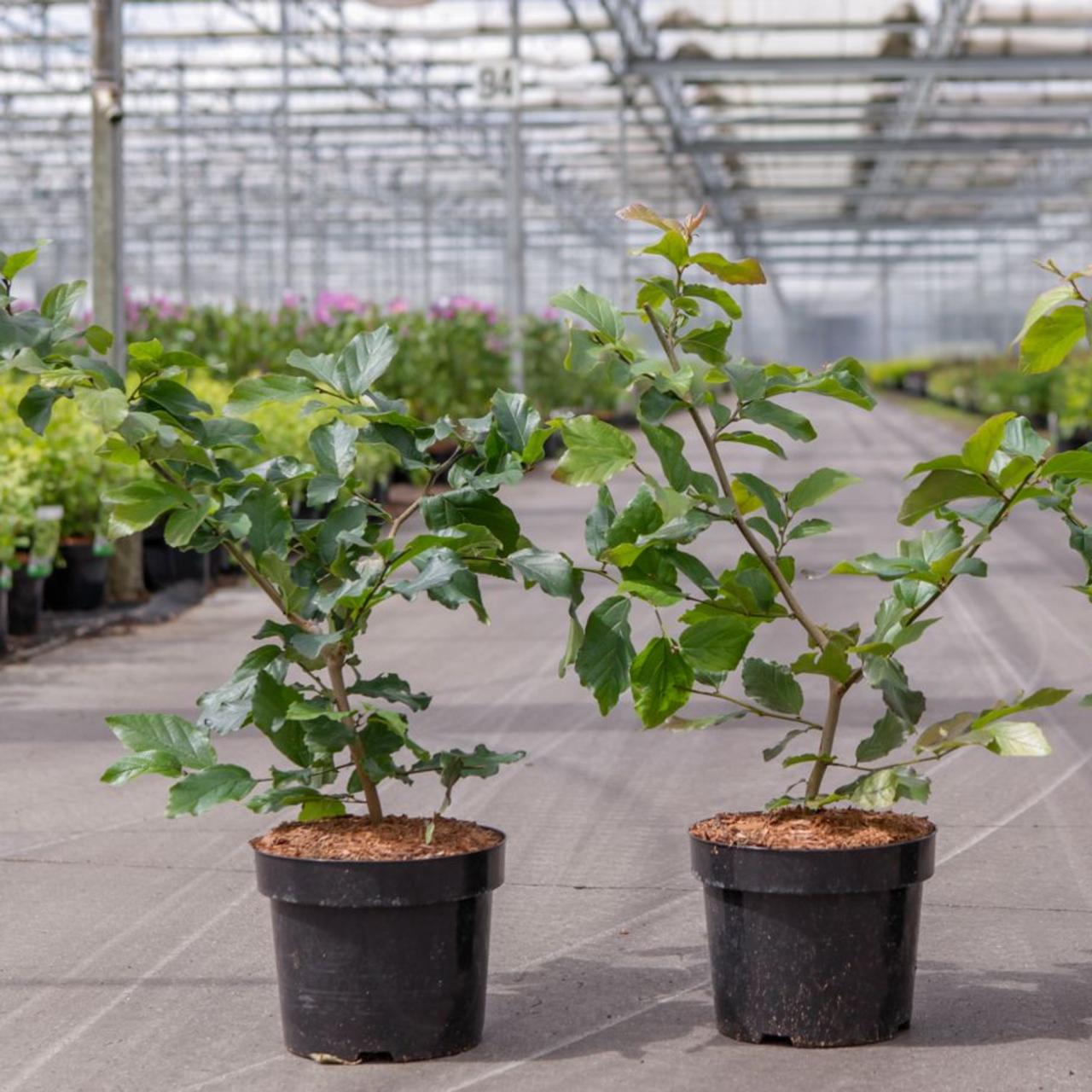 Parrotia persica plant