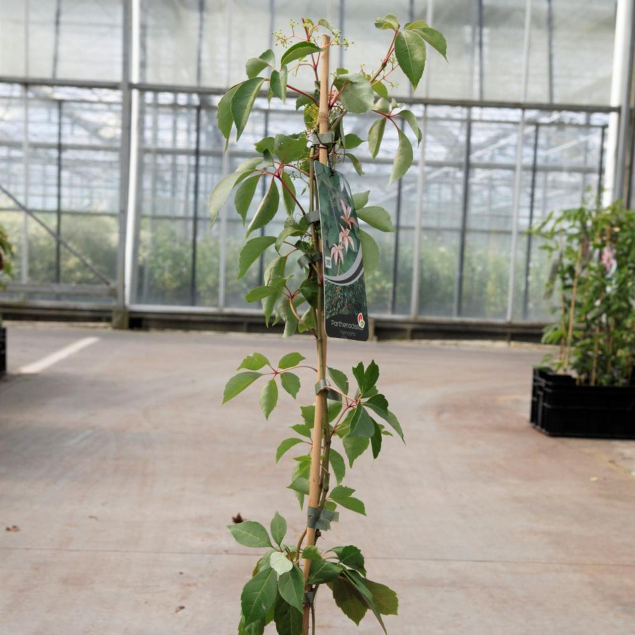 Parthenocissus henryana plant